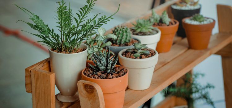 Idées décoration géniales pour un jardin intérieur toute l’année